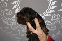 /album/pups/a2e-nestje-dag-11-005-jpg/